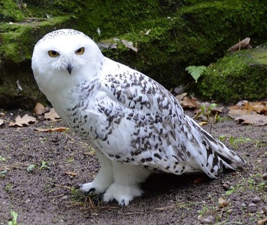 Picture of a Snowy Owl with the caption 'Hedwig is a snowy owl, like our District Commissioner'.